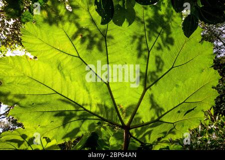 Grandes feuilles dans la forêt tropicale du parc national de la Amistad, province de Chiriqui, République du Panama. Banque D'Images