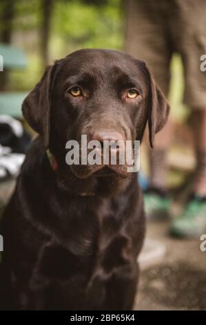 portrait d'un jeune labrador brun retriever Banque D'Images