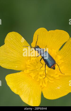 Zweifleckiger Zipfelkäfer, Malachitkäfer, Malachit-Käfer, Zweifleckiger Warzenkäfer, Malachius bipustulatus, malachite, léoptère aux fleurs à embout rouge Banque D'Images