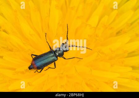 Zweifleckiger Zipfelkäfer, Malachitkäfer, Malachit-Käfer, Zweifleckiger Warzenkäfer, Malachius bipustulatus, malachite, léoptère aux fleurs à embout rouge Banque D'Images