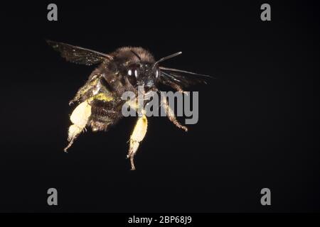 Pelzbiene, Gemeine Pelzbiene, Pelz-Biene, Frühlings-Pelzbiene, Frühlingspelzbiene, Flug, fliegend, Anthophora plumipes, Anthophora acervorum, hairy-fo Banque D'Images