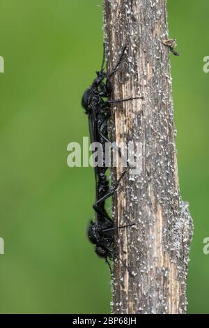 Märzfliege, Märzmücke, Haarmücke, Paarung, Kopula, Bibio marci, Märzhaarmücke, Markusfliege, Markusshaarmücke, mouche de Saint-Marc, mouche de Hawthorn Banque D'Images