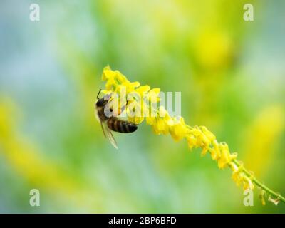 L'abeille Hony vole autour des fleurs de Vicia (Vicia sp.) et recueille le nectar. Caucase. Banque D'Images