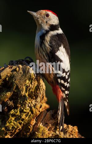 Pic moyen - Leiopicus medius, magnifique pic rare issu des forêts et des forêts européennes, Zlin, République Tchèque. Banque D'Images