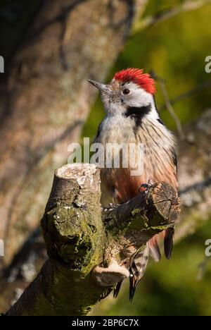 Pic moyen - Leiopicus medius, magnifique pic rare issu des forêts et des forêts européennes, Zlin, République Tchèque. Banque D'Images