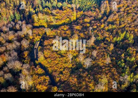 Vue aérienne, forêt de conifères automnales et arbres à feuilles caduques en automne, forêt, forêt mixte colorée sur Ackermanns Weg, Arnsberg, pays aigre, Rhénanie-du-Nord-Westphalie, Allemagne Banque D'Images