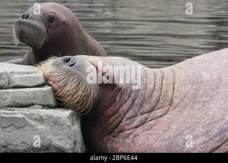 WalrosskKuh Polosa avec le nom sans nom Jugen, Zoo de Hagenbeck, mai 2019 Banque D'Images