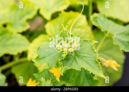 Dessus d'une pousse de concombre avec des bourgeons, des ovaires et du tendril Banque D'Images