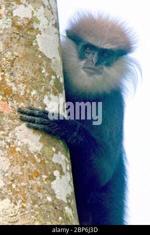 Langur à face violette (Semnopithecus vetulus), réserve forestière de Sinharaja, Sri Lanka. Banque D'Images