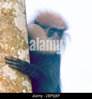 Langur à face violette (Semnopithecus vetulus), réserve forestière de Sinharaja, Sri Lanka. Banque D'Images