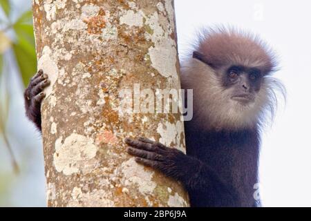 Langur à face violette (Semnopithecus vetulus), réserve forestière de Sinharaja, Sri Lanka. Banque D'Images