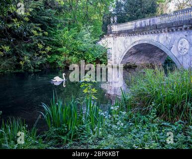 Cygne à côté du pont dans les jardins de Chiswick Maison Banque D'Images