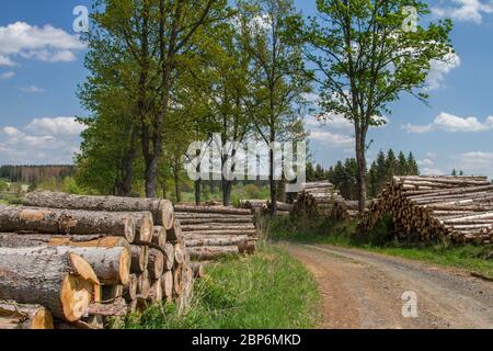 Piles de bois, Döllersheimer Ländchen, Waldviertel, Autriche Banque D'Images