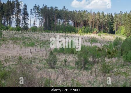 Aufforstung, Döllersheimer Ländchen, Waldviertel, Autriche Banque D'Images