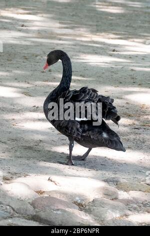 Un cygne noir secoue l'eau de ses plumes tout en marchant sur le sable. Banque D'Images