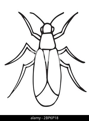 vecteur de contour d'insecte, icône. Page de coloriage pour enfants. Exotique bug.main dessiné Doodle style, isolé. Illustration de Vecteur