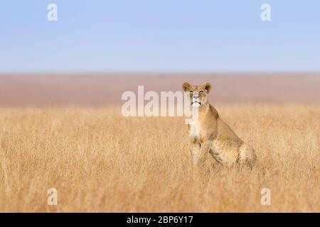 Une seule Lionne solitaire sur la prairie ouverte du Maasai Mara au Kenya Banque D'Images