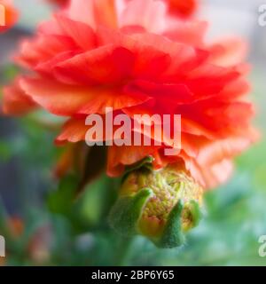 Beauté exceptionnelle des fleurs de ranunculus Banque D'Images