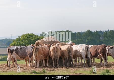 Vaches dans un champ de Shropshire pâturage Banque D'Images