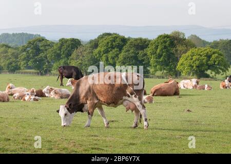 Vaches dans un champ de Shropshire pâturage Banque D'Images