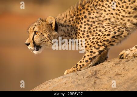 Un mâle adulte Cheetah croquant sur un rocher Kruger Park Afrique du Sud Banque D'Images