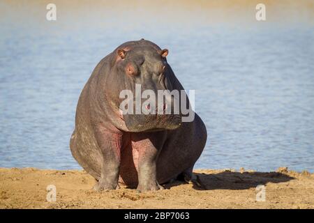 Un grand Hippo adulte assis sur la rive à l'extérieur de l'eau Kruger Park Afrique du Sud Banque D'Images