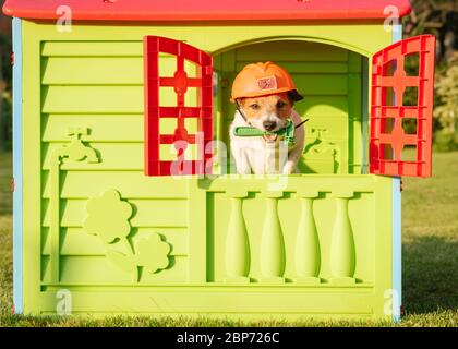 Concept humoristique de bricolage avec chien dans le jardin de la maison d'enfants Banque D'Images