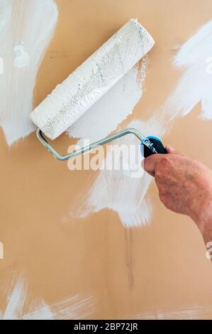 Décoration de maison. Peindre un mur blanc préparé à l'aide d'un rouleau à peinture. Banque D'Images