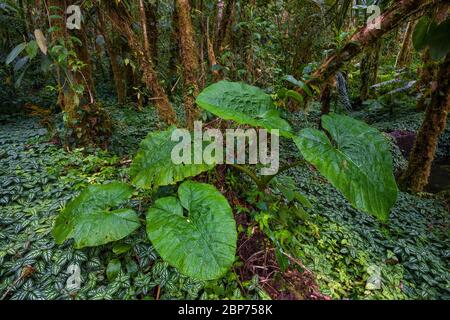 Végétation tropicale luxuriante sur le fond de la forêt tropicale dans le parc national de la Amistad, province de Chiriqui, République du Panama. Banque D'Images