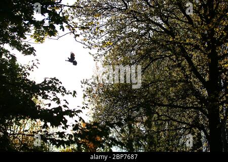 Un pigeon en bois prend son vol tôt le matin dans un parc public de Belfast est, en Irlande du Nord. Banque D'Images