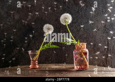 Deux fleurs pissenlit penchées l'une vers l'autre, comme si atteindre les mains - concept d'amour ou d'attraction Banque D'Images