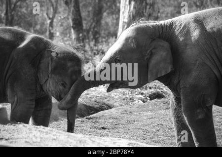 Les éléphants sont de grands mammifères de la famille des Elephantidae et de l'ordre des Proboscidea. Deux espèces sont traditionnellement reconnues, l'éléphant d'Afrique et Banque D'Images