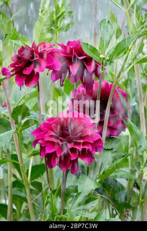 Fleurs violettes de Dahlia Trelissique pourpre pendant une douche à effet pluie Banque D'Images