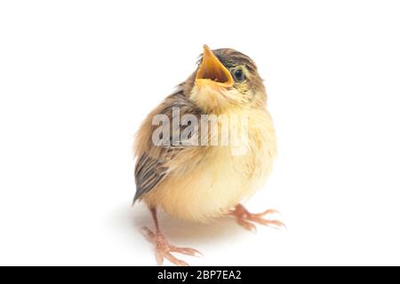 Jeune oiseau de Cisticola en tricot (Cisticola juncidis) isolé sur fond blanc Banque D'Images