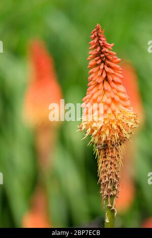 Gros plan du poker rouge-chaud 'Alcazar'. Fleur de Kniphofia Alcazar. Nénuphars, Tritoma. Rouge grenat Banque D'Images