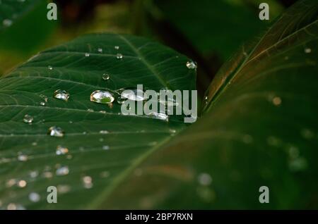 Quelques gouttes d'eau sur le taro feuilles après la pluie Banque D'Images
