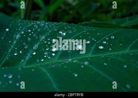 Quelques gouttes d'eau sur le taro feuilles après la pluie Banque D'Images