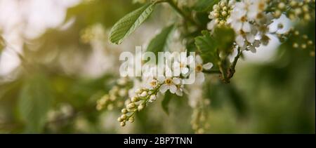 Cerisier d'oiseau en fleurs au printemps. Fleurs de cerisier d'oiseau en gros plan Banque D'Images
