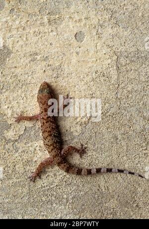 Maison méditerranéenne (gecko Hemidactylus turcicus) sur un mur. Maison méditerranéenne geckos sont nocturnes insectivores qui s'accrochent aux parois à l'aide de la wi Banque D'Images