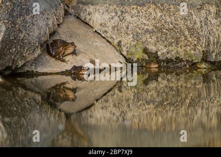 Grenouille Levant (Pélophylax bedriagae). Ils sont de couleur verte à brune avec des taches noires sur leur côté dorsal. Ils sont cousins de l'aquatique fr Banque D'Images