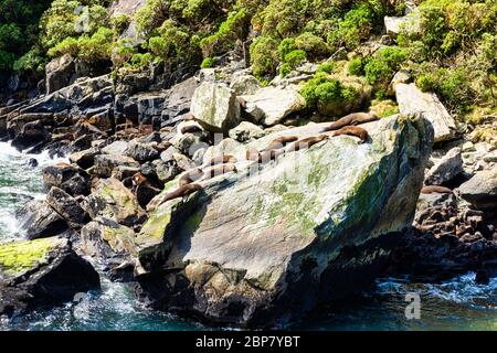 Phoque du Rocher et phoque à fourrure sur les terres de fjord de Milford Sound, dans l'île sud de la Nouvelle-Zélande. Banque D'Images