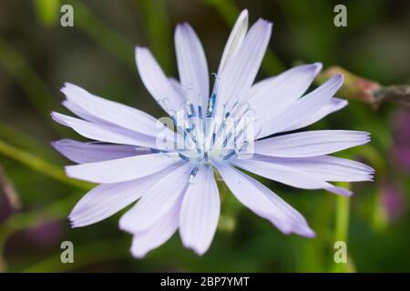 Fleur de chicorée bleue en fleur au printemps Banque D'Images