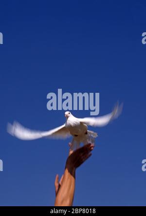 Une main envoie une colombe blanche volante sur fond bleu ciel Banque D'Images