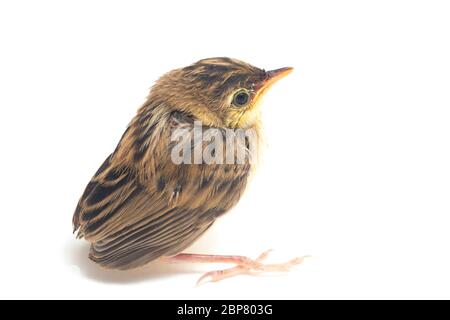 Jeune oiseau de Cisticola en tricot (Cisticola juncidis) isolé sur fond blanc Banque D'Images