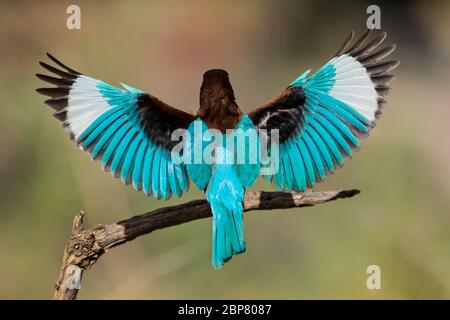 le kingfisher à gorge blanche (Halcyon smyrnensis), également connu sous le nom de kingfisher à poitrine blanche, est un arbre de kingfisher, l'adulte a un dos bleu vif, WIN Banque D'Images