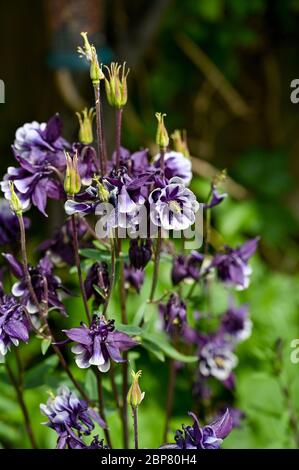 Violet Aquilegia vulgaris fleurs dans Brighton Garden Royaume-Uni Banque D'Images