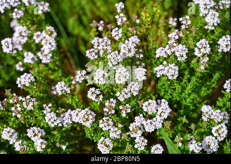 Fleur de thym ou d'herbe de Thymus dans le jardin de Brighton Banque D'Images