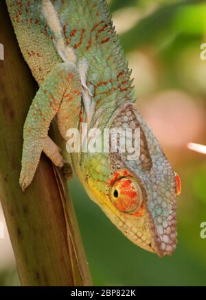 Caméléon à cornes de globe (Calumma glovifer) photographié à Madagascar en octobre Banque D'Images