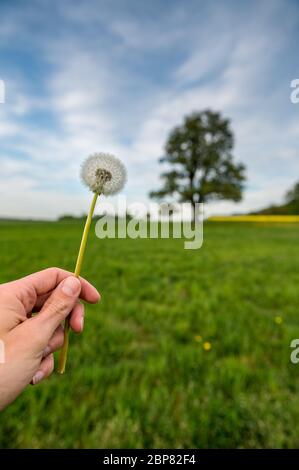 pissenlit en fleur à la main sur un pré de printemps Banque D'Images