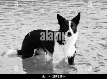border collie Banque D'Images